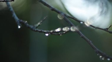 Dalların üzerinde zarif bir şekilde parlayan, doğanın özünü yakalayan ışıl ışıl yağmur damlalarının yakın çekimleri.