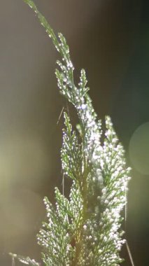 Yumuşak ışık yansımaları ve narin çiğ damlaları olan canlı yeşil yaprakların çarpıcı yakın plan görüntüsü.