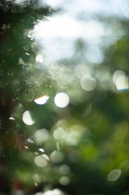 Yumuşak bokeh elementleriyle bulanık bir doğal manzara ve çevreyi aydınlatan noktalı güneş ışığı.