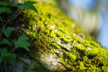 Bir ağaç gövdesini süsleyen canlı yeşil yosunların yakın plan görüntüsü, karmaşık ve güzel detaylar sunar.