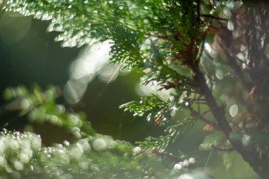 Gökyüzündeki sıcak, parlak güneş ışığının altındaki çiy damlalarıyla parlayan canlı yeşil yaprakların yakın görüntüsü.