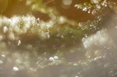 Ilık güneş ışığıyla güzelce aydınlatılan parıldayan bir dal, odak noktasındaki doğanın enfes güzelliğini gözler önüne seriyor.