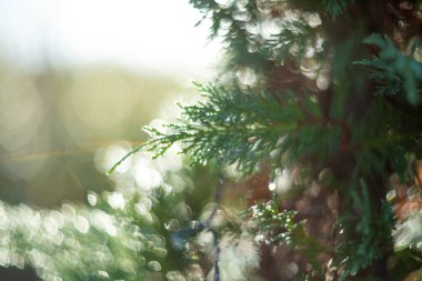 Gökyüzündeki sıcak, parlak güneş ışığının altındaki çiy damlalarıyla parlayan canlı yeşil yaprakların yakın görüntüsü.