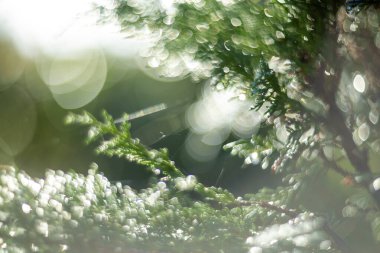 Gökyüzündeki sıcak, parlak güneş ışığının altındaki çiy damlalarıyla parlayan canlı yeşil yaprakların yakın görüntüsü.