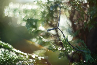 Gökyüzündeki sıcak, parlak güneş ışığının altındaki çiy damlalarıyla parlayan canlı yeşil yaprakların yakın görüntüsü.