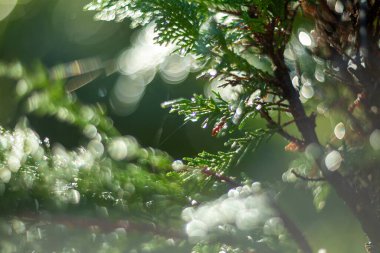 Gökyüzündeki sıcak, parlak güneş ışığının altındaki çiy damlalarıyla parlayan canlı yeşil yaprakların yakın görüntüsü.