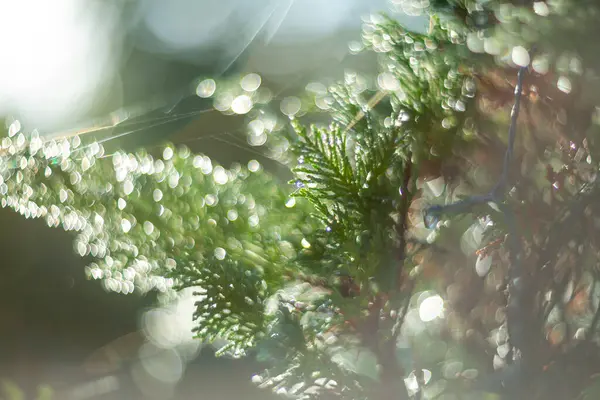 Gökyüzündeki sıcak, parlak güneş ışığının altındaki çiy damlalarıyla parlayan canlı yeşil yaprakların yakın görüntüsü.