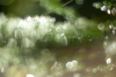 Çarpıcı soyut bir bokeh arka planı yumuşak, bulanık elementleriyle doğanın özünü güzel bir şekilde yakalıyor.
