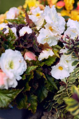 Sersemletici beyaz begonyalar canlı yeşillikler ve renkli çiçeklerle çevrili, bahçeler ve açık hava dekorasyonu için ideal.