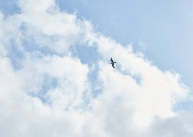 Görkemli bir kartal zarif bir şekilde gökyüzünde uçar göz kamaştırıcı mavi gökyüzü ve kabarık bulutlara karşı.