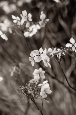 Güzel, yumuşak, siyah ve beyaz bir görüntü zarif ve zarif bir şekilde açan narin çiçekleri sergiler.