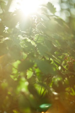 Güneşli yaprakların güzel sakin manzarası, doğanın ve sükunetin gerçek özünü mükemmel bir şekilde yansıtıyor.