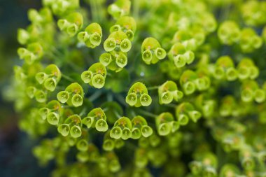 Eşsiz ve karmaşık yeşil çiçek yapısını çarpıcı bir şekilde vurgulayan bir Euphorbia bitkisinin çarpıcı yakın görüntüsü.