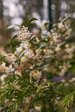Parlak yeşil yapraklarla çevrili güzel beyaz çiçeklerin sergilendiği büyüleyici bir bitki görüntüsü.