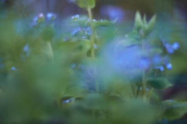 Güzel bir yumuşak odak görüntüsü sergilenen gür, canlı bir yeşillik ve rüya gibi bir ortamda narin mavi çiçekler.