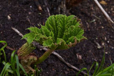 Canlı, canlı ravent bitkileri, zengin ve verimli topraklardan filizleniyorlar. Güzel, doğal bir ortamda.