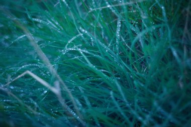 Canlı yeşil çim yapraklarının sabah çiğ taneleriyle yakın çekimi, güzelliği ve sükuneti ön plana çıkarıyor.