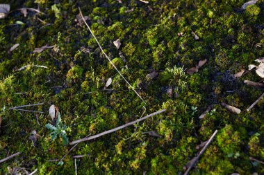 Bereketli yeşil yosunlar orman zeminini kaplıyor. Şatafatlı yapılar, zarif dinginlik ve sükunet.