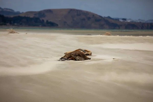 Pair of New Zealand sea lions sleeping on sandy beach in Otago Harbour, Port Chalmers, South Island, New Zealand.
