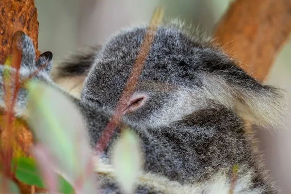 Koala bear sleeping in tree behind Eucalyptus leaves with copy space.