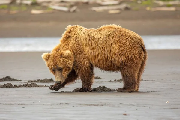 Brown bear on tidal flats of Hallo Bay, Katmai National Park, Alaska.