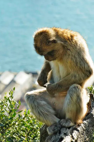 Bir maymun bir ağaç dalında oturuyor ve aşağıya bakıyor. Maymun yerde bir şeye bakıyor.