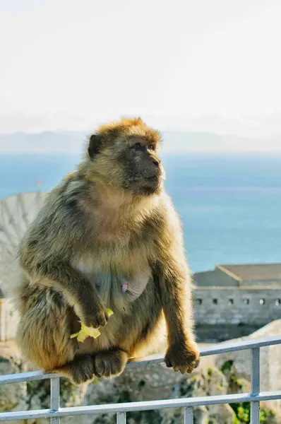 Okyanusun kenarındaki korkulukta bir maymun oturuyor. Maymun ağzında sarı bir muz tutuyor.