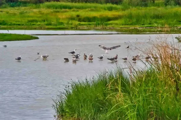 Suyun kenarında toplanmış çeşitli kuşların yer aldığı sakin bir sulak arazi sahnesi. Bazı kuşlar ayakta duruyor