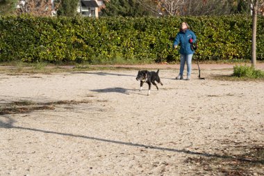 Güneşli bir günde Madrid, İspanya 'nın Sanchinarro bölgesinde sahibine doğru koşan bir köpek.