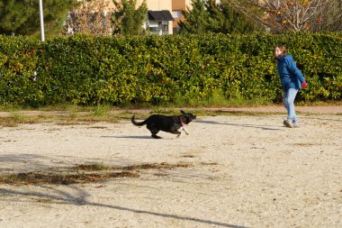 Siyah köpek neşe içinde sahibine koşuyor. Etrafı yeşillik ve güneş ışığıyla çevrili. Sadakat ve çekicilik gösteriyor.