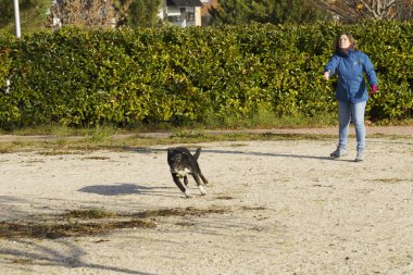 Parkta sahibine doğru koşan neşeli köpek Madrid 'de yakalamaca oynuyor. Görüntü, güneşli bir günde aralarındaki mutluluk ve dostluğu yakalar.