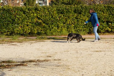 Neşeli kadın köpeğiyle Madrid, İspanya 'da güzel bir parkta oynuyor. Etrafı yeşil ağaçlar ve çimlerle çevrili. Mükemmel bir sonbahar gününde.