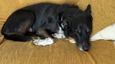 Siyah ve beyaz renkteki çoban köpeği sarı bir kanepede rahat bir şekilde dinleniyor, içeride huzurlu bir anın tadını çıkarıyor.