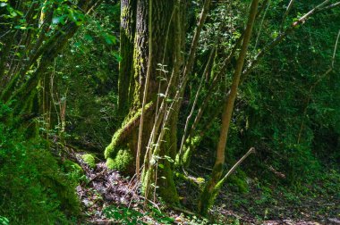Güneş ışığı, yoğun bir ormanda ağaçlarda yetişen canlı yeşil yosunları aydınlatarak gölgelikten süzülür.