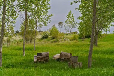 Canlı yeşil çimenler ve ağaçların arasında kesilmiş kütüklerle sakin çayır sahnesi huzurlu bir doğal ortam yaratıyor.