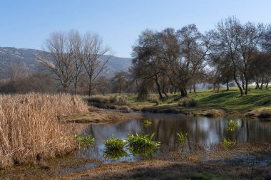 Gölde yetişen su bitkileri yapraksız ağaçları ve kışın kuru sazları yansıtırken, arka planda dağlar var.