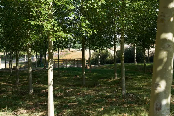 Düzenli olarak, arka planda ahşap bir çitle kırsal alanda büyüyen kavak ağaçları yetiştirirdi.