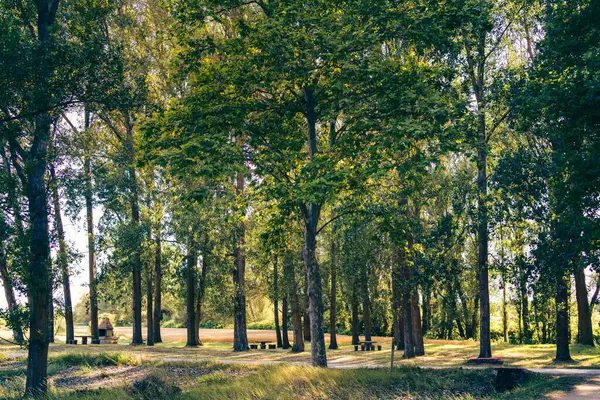 Güneşle aydınlatılan bir ormanın içinde piknik alanı. Masalar ve barbekü yaz yemeği için mükemmel.