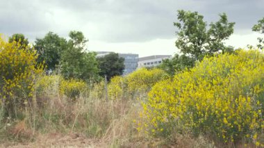 Sarı süpürge çalıları bir tarlada gelişir, rüzgarda hafifçe sallanır, şehir binaları arka planda görünür.