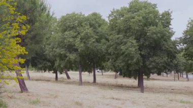 Gölgeli park manzarasında, kurak, soluk çimlerin üzerinde duran yeşil ağaçlar yaz öğleden sonra, doğal çevreyi ve şehir yeşilliğini yakalıyorlar.
