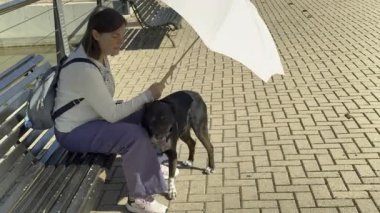 Parktaki bankta oturan, şefkatle okşayan ve güneşli Madrid kentsel manzarasında sadık köpek arkadaşa karşı derin bir sevgi gösteren kadın.