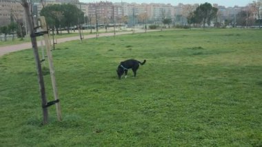 Mutlu siyah köpek oyunu, bereketli şehir parkında özgürce koşuyor, sınırsız köpek enerjisi ve neşesiyle açık arazinin tadını çıkarıyor.
