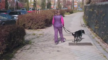 Kadın şehir parkı yolunda yürüyen siyah köpek, güneşli bir günde evcil hayvan eşliğinde sakin açık havada eğleniyor.