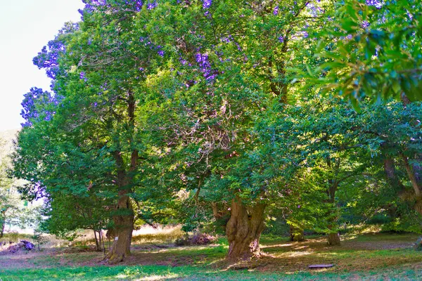 Antik kireç ağaçlarının yoğun gölgesinde süzülen güneş ışığı canlı yeşil bir çayırda sakin bir manzara yaratıyor.