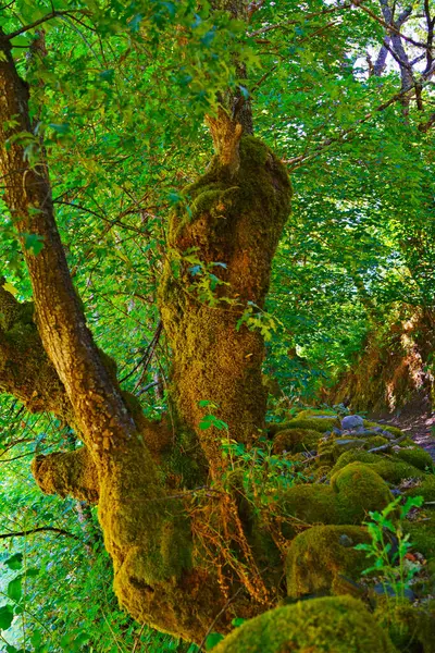 Yaprakların arasından süzülen güneş ışığı canlı yeşil ormanlarda yosun kaplı ağaç gövdesi doğanın güzelliğini gözler önüne seriyor.