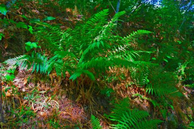 Titrek yeşil eğrelti otları orman zemininde gelişir ve büyüleyici bir doğal güzellik manzarası yaratır.