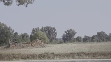 Kurak İspanya kırsallarında gelişen vahşi eryngium kampı devedikeni parlak yaz güneşi altında kuru zemine karşı dayanıklı bitki örtüsü sergiliyor.