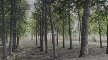 Güneş ışığı, İspanya 'nın Quintana Redonda kentindeki ağaçların yapraklarından süzülerek barışçıl bir atmosfer yaratır.