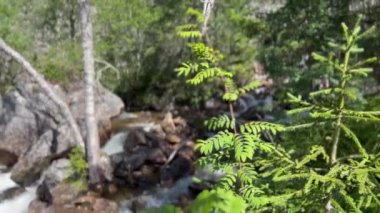 Ormandaki dağ deresi, kayaların üzerinde akıyor, Norveç, Avrupa, İskandinavya. Güneşli bir günde çekilen.