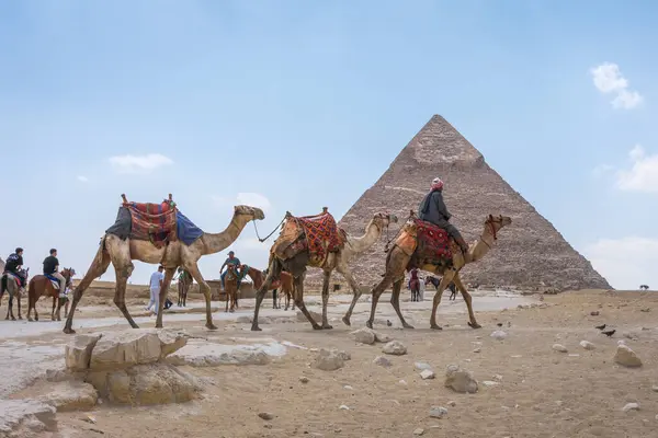 Bir grup deve ve binicisi kumlu arazide seyahat eder ve arka planda Büyük Giza Piramidi bulunur. Açık mavi gökyüzü, Mısır 'ın zengin kültürel mirasına bir göz atmak için tarihi mekanı tamamlıyor..